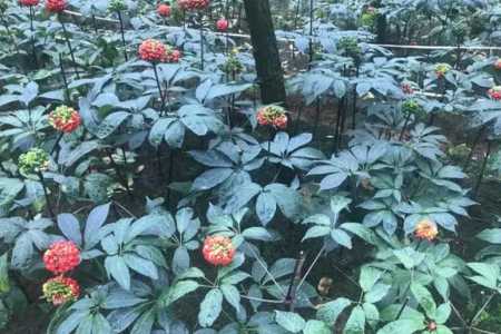 三七怎么种植花盆栽插苗