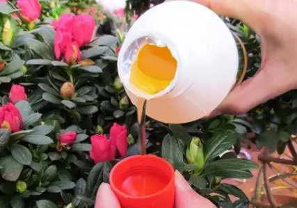自制万能花肥营养液