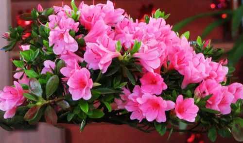 杜鹃花开花期间怎么管理