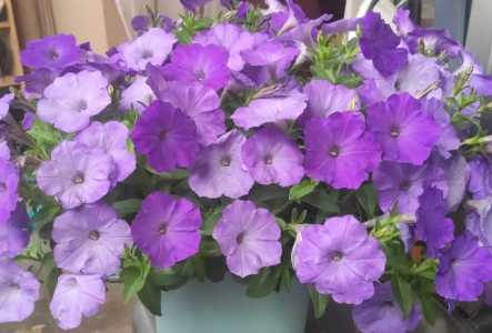 牵牛花生活在什么环境