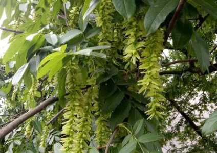 鬼柳树能栽在家里面吗