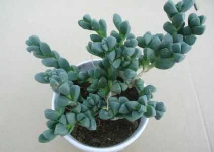 鹿角海棠会开花吗