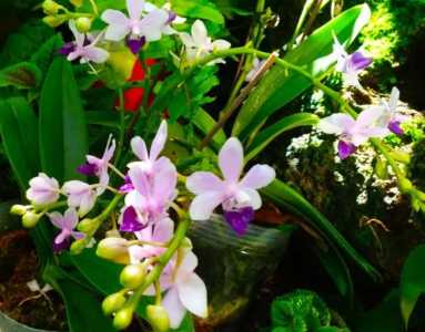 石斛花开完花后要剪枝吗