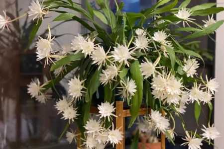 卷叶昙花养殖方法