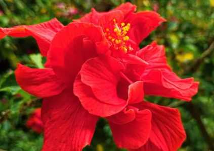 朱槿牡丹开花两天谢