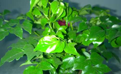 幸福树可以水培植物吗