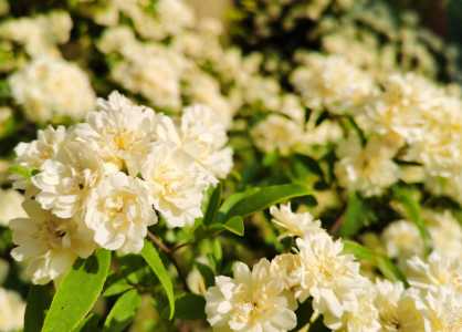 木香花什么季节种植好