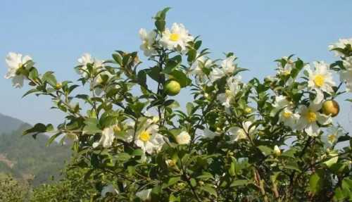山茶油树施什么肥最好