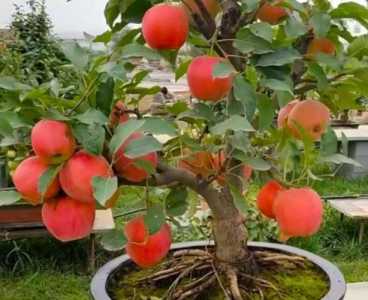 短枝苹果树怎样修剪