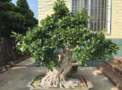 榕树盆景需要什么肥料