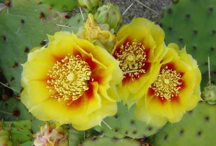 仙人掌花养殖方法