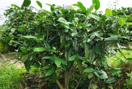 茶树施肥的最佳时间和方法
