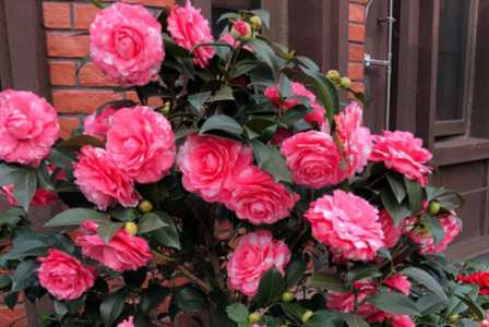 茶花红泥土不洗根行吗