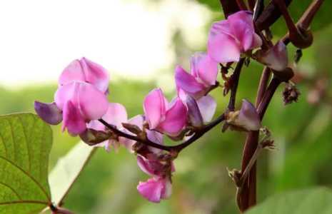 豆角花与豆角的关系