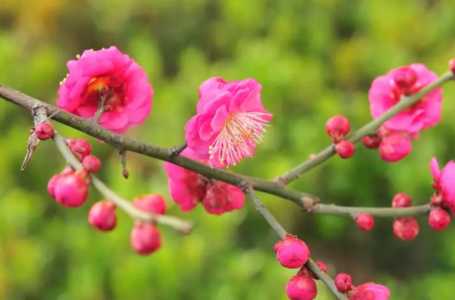 红梅拉切花月季勤花吗