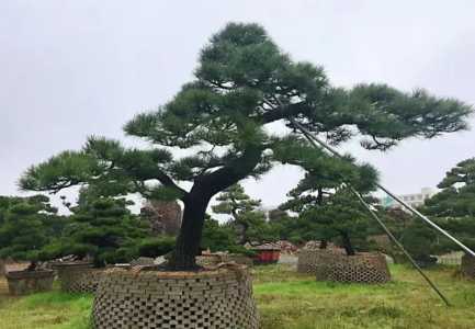 黑松树价格多少钱一棵