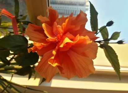 木菊花怎么能栽活