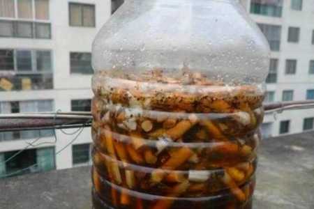 香烟泡水浇花能杀虫吗
