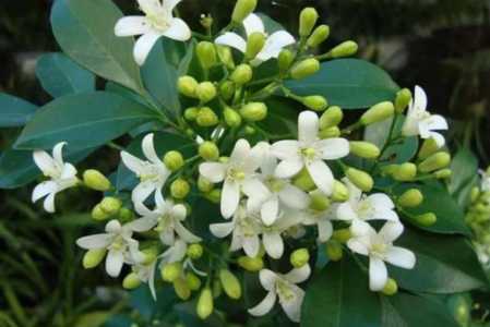 十里香花怎样修剪