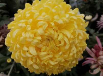 菊花施什么肥料长得好