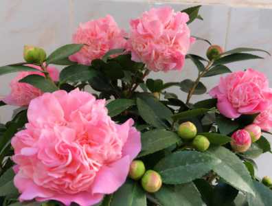 香妃茶花怎么养家庭养法