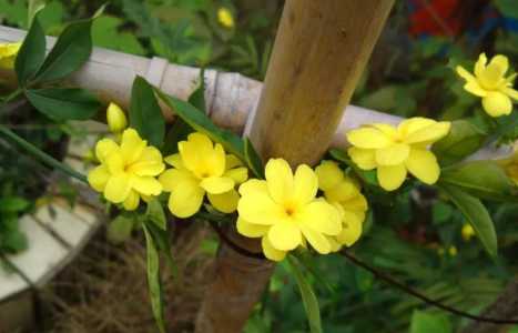 迎春花种植方法简介
