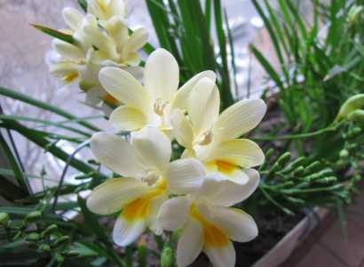香雪兰花适合在室内养吗