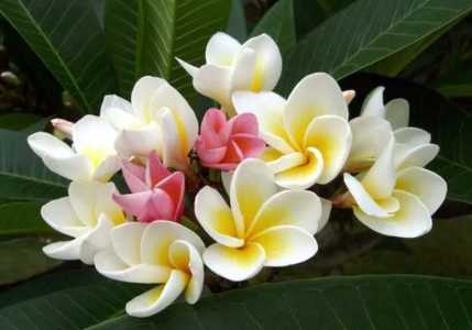 如何让鸡蛋花树生侧枝