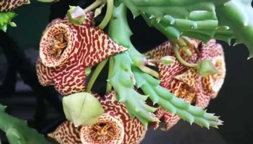 豹皮花能养室内吗