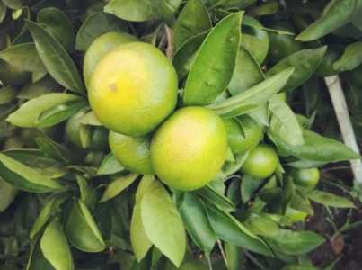 江西赣州适合种植果树