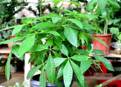 招财树太高了可以剪短吗