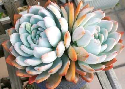 多肉芙蓉雪莲花上什么肥