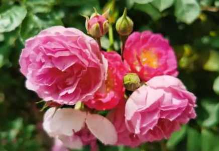 蔷薇花插水里能活吗