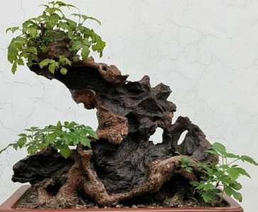 黄荆盆景树桩的形态特征