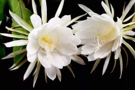 昙花什么季节移盆最佳