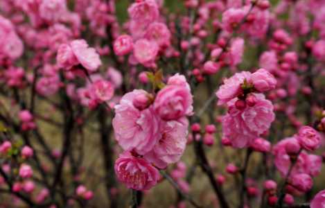 榆叶梅和梅花的区别