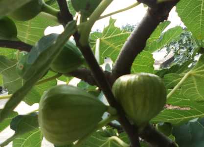 无花果可以种家里吉利吗