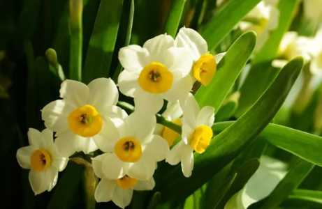 土培水仙花正确养法