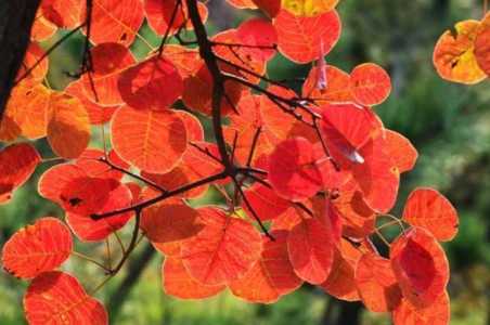 黄栌树适合庭院里栽种吗