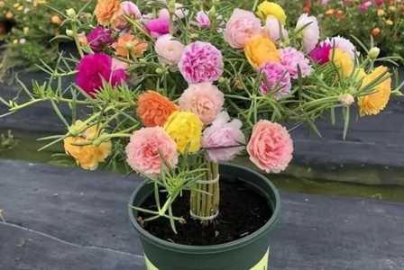 太阳花的种植方法及时间