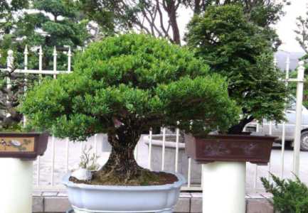 怎样移栽裸根黄杨树