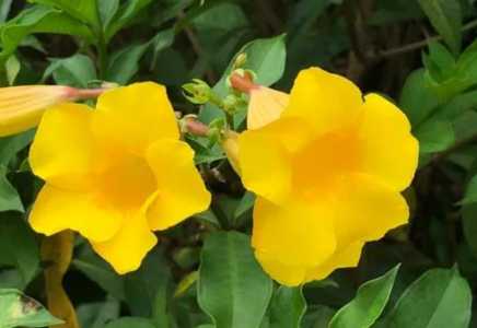 黄蝉花冬季怎么养