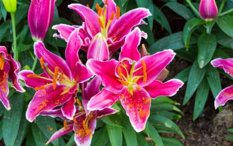 百合开花后怎么处理来年才会长芽
