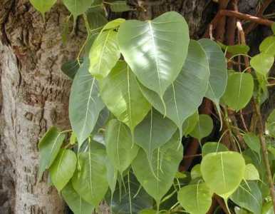 盆栽菩提树好养吗