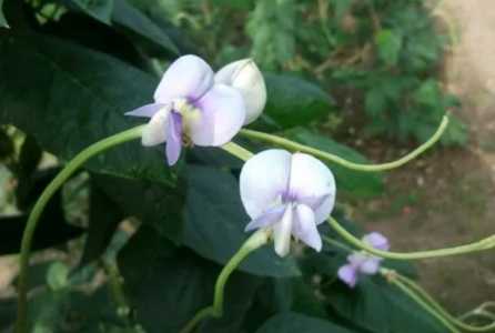 豆角开花期打什么叶面肥