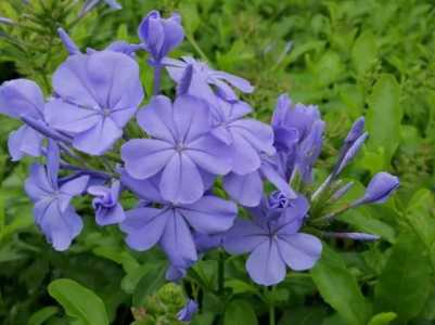 蓝花丹怎么养才能开花