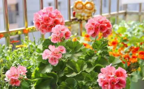 天竺葵开花后修剪