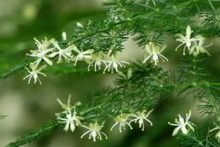 文竹用什么花盆养好