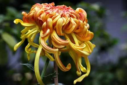 菊花换盆注意事项