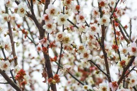 梅花什么季节修剪怎么修剪好